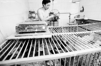 Poultry is sitting in cages in a stark, white tiled room in a market in Shanghai. In the background, the bare chested proprietor is putting an end to one of them, readying it for his customer. In a corner is a machine that will pluck the feathers of the birds in a few seconds. 

The market had several stalls like this, each full of birds, their smell and stained liberally with blood and feathers. This stall was the cleanest that I saw that day.