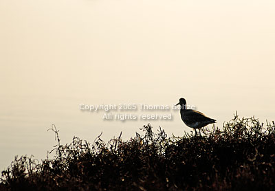 This Willet was sitting in the bird preserve of the Elkhorn slew, between San Jose and Pacific Grove.