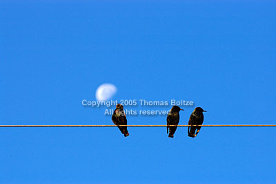 These birds were perching on a power line in the early morning. Shot against the sky and moon they are just plain funny to look at.