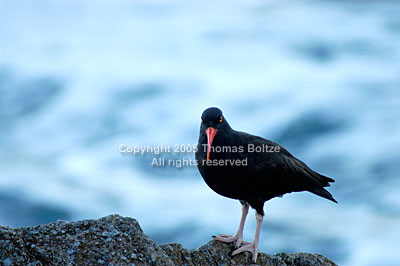 The early morning sun required a long exposure to capture this Black Oyster Catcher on the Californian coast, making beautifully abstract patterns out of the sea.