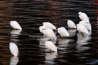 Dusk was getting on, when a snowy egret landed right in front of me in the water. After a short while another came. Then another. They all lined up right front of me, waiting for the light get just right and have their group photo taken.