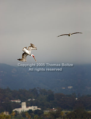 A pelican starts his dive for the fish in the waters some 20 meters below. In the background, the morning sun shines on the mission of Santa Barbara.