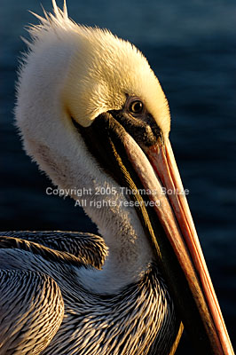 A Brown Pelican poses in the morning sun to have his portrait taken. Rather than being shy, these birds are inquisitive and hardly mind human presence.