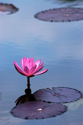 A water lily blooms in Southern China. 