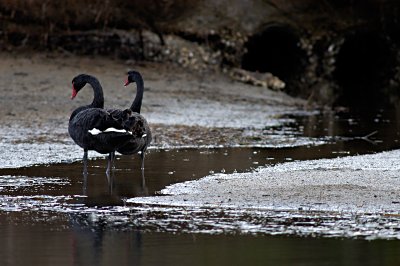 Suiting their black color, the sewage from the city behind the lagoon is no less black than the swans on this overcast day.  
Although the lagoon is a perfect place for many birds to feed and rest, pollution does nothing to improve their chances.
