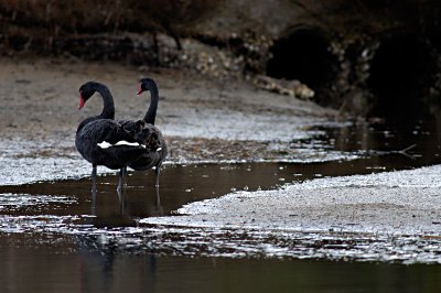 Suiting their black color, the sewage from the city behind the lagoon is no less black than the swans on this overcast day.  
Although the lagoon is a perfect place for many birds to feed and rest, pollution does nothing to improve their chances.