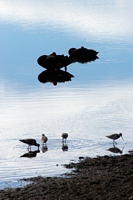 These black swans make a home of the little lagoon. Here the composition just fell into my lap, as I waited in the early morning for something interesting to happen. All the colors just created the perfect frame for the swans and the shorebirds.