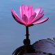 A water lily blooms in Southern China. 