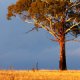 Australia's gum trees are dominating the landscape. They come in all kinds of shapes, sizes and varieties and have conquered almost all habitats. 
This one is standing in the winter parched fields somewhere in New South Wales.