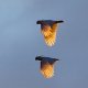 These birds seem to  be everywhere and anywhere in Australia. Here, three of them fly against the evening sky in the middle of nowhere (of which Australia has quite a lot ...).